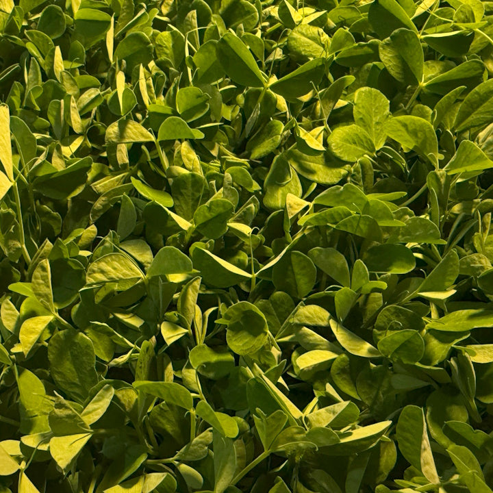 Pea Microgreens - 75 grams