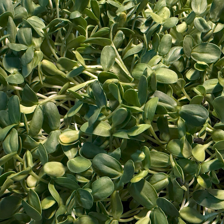 Sunflower Microgreens - 75 grams