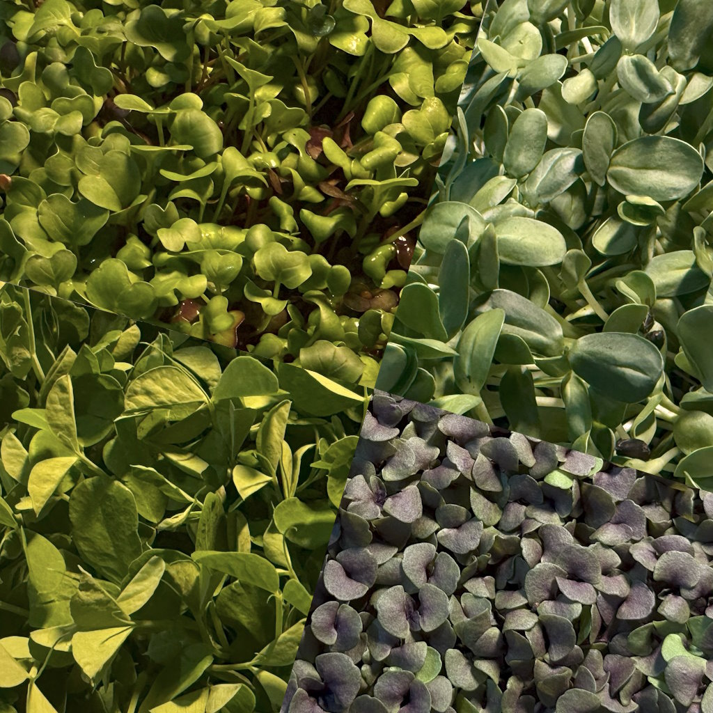Janine's Gardens' Mix Microgreens - 60 grams