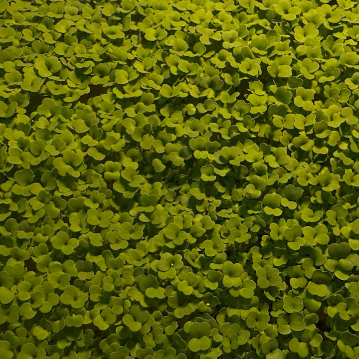 Arugula Microgreens - 50 grams