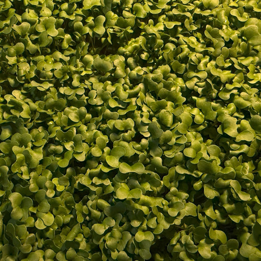Broccoli Microgreens - 50 grams