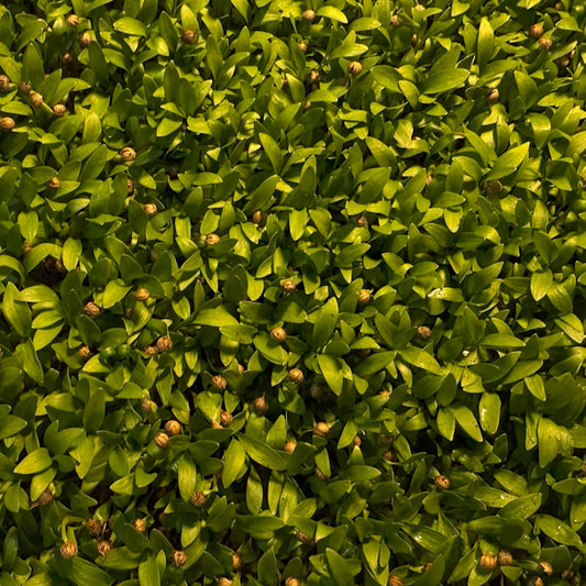Cilantro Microgreens - 50 grams