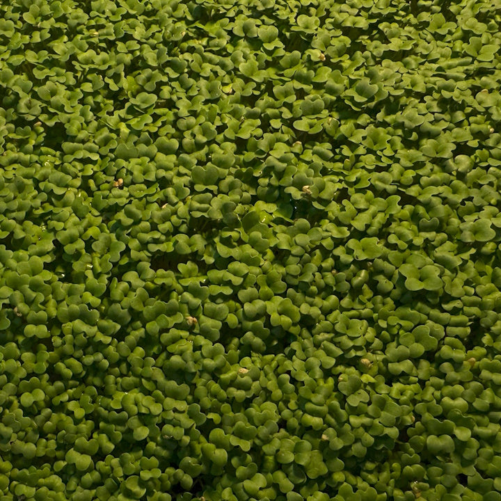 Mustard Microgreens - 50 grams