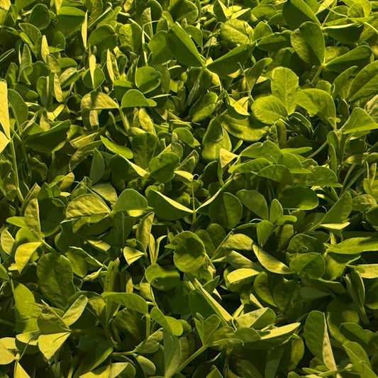 Pea Microgreens - 75 grams