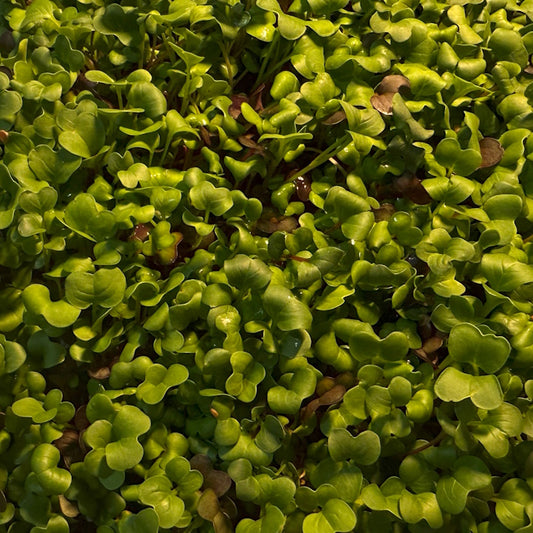 Radish Microgreens - 50 grams