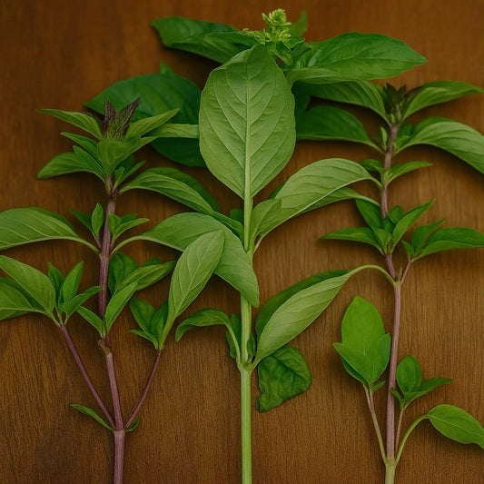 Green Basil Herbs - 50 grams