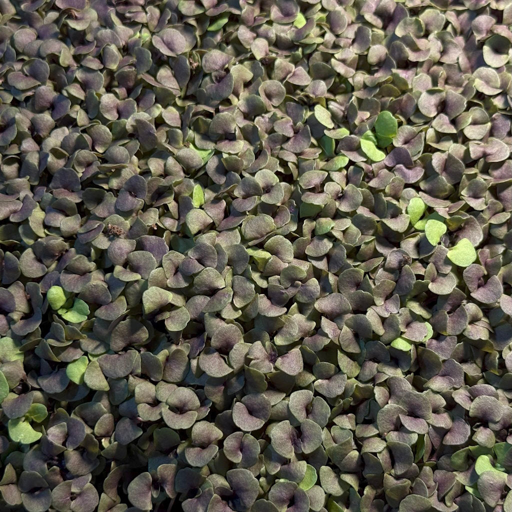 Basil Microgreens - 50 grams