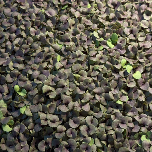 Basil Microgreens - 50 grams