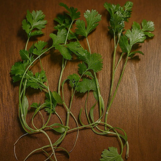 Cilantro Herbs - 30 grams