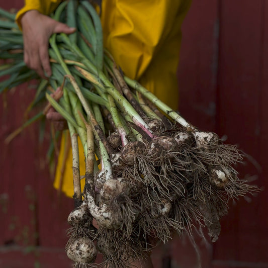 Garlic - 1 Bulb
