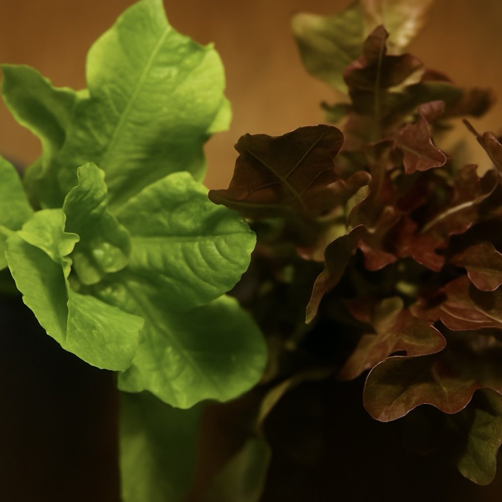 Spring Mix Lettuce - 200 grams