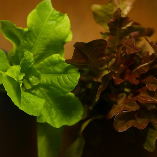 Spring Mix Lettuce - 200 grams