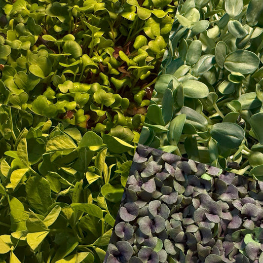 Janine's Gardens' Mix Microgreens - 60 grams